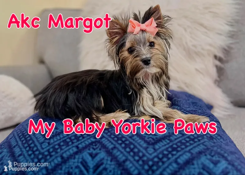 Akc  Margot  – Yorkshire Terrier puppy for sale in California, CA