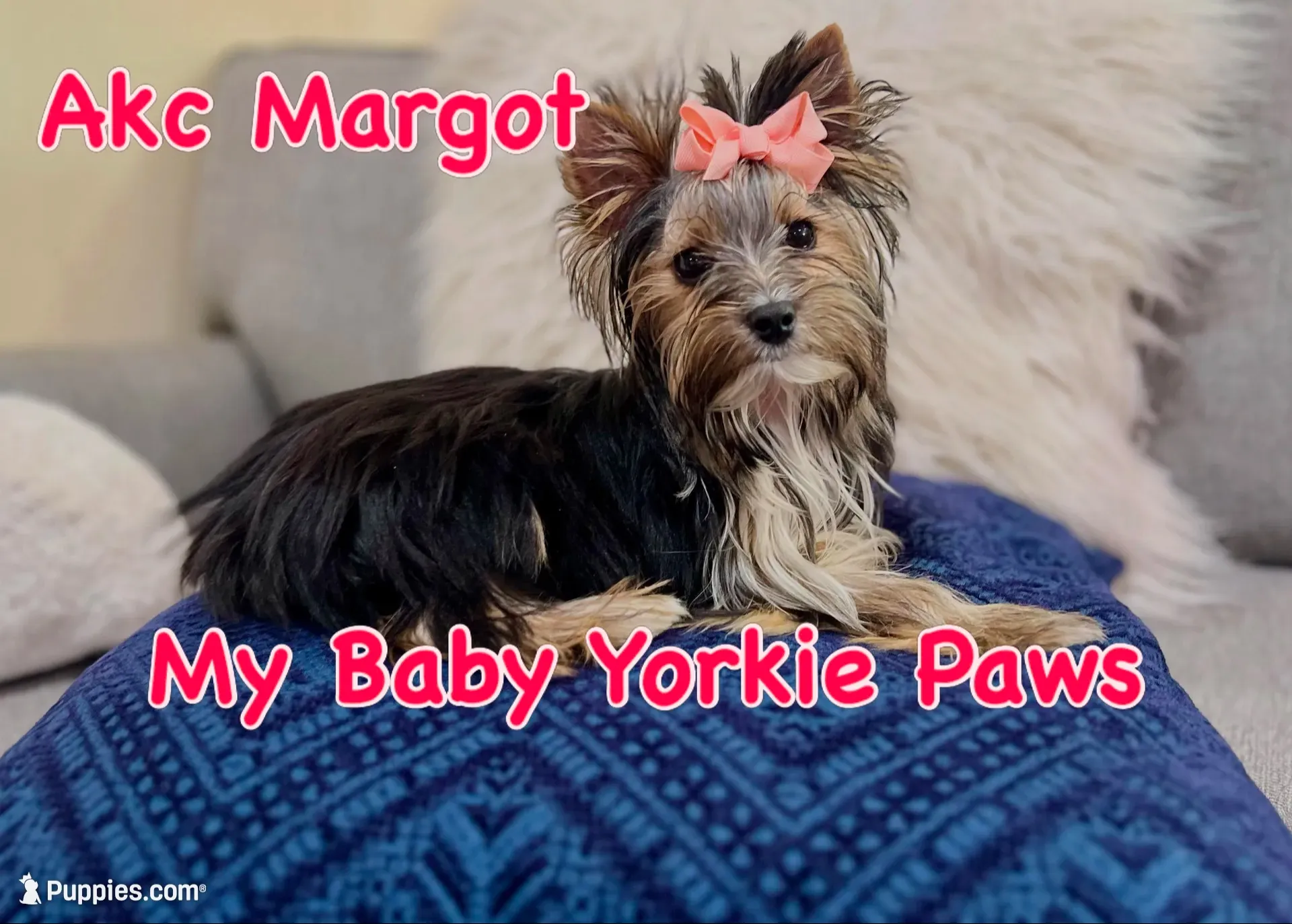 Akc  Margot , a female Yorkshire Terrier for sale in California, CA – 3 of 8