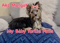 Akc  Margot , a female Yorkshire Terrier for sale in California, CA – 2 of 7