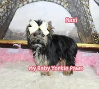 Akc Maxi, a female Yorkshire Terrier for sale in California, CA – Photo 6 of 10