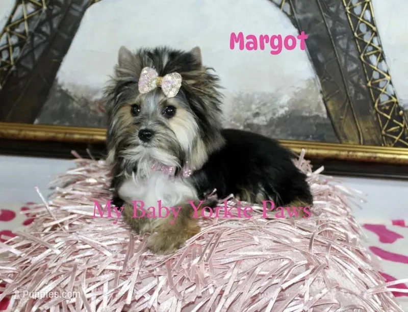 Akc  Margot  – Yorkshire Terrier puppy for sale in California, CA