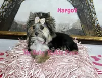 Akc  Margot , a female Yorkshire Terrier for sale in California, CA – Photo 1 of 5