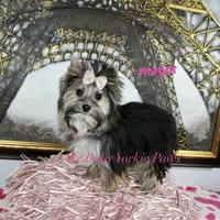 Akc  Margot , a female Yorkshire Terrier for sale in California, CA – Photo 4 of 5