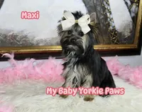 Akc Maxi, a female Yorkshire Terrier for sale in California, CA – Photo 10 of 10