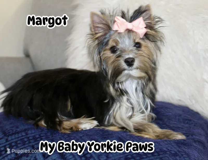 Akc  Margot  – Yorkshire Terrier puppy for sale in California, CA