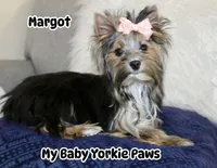 Akc  Margot , a female Yorkshire Terrier for sale in California, CA – 5 of 7