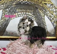Akc  Margot , a female Yorkshire Terrier for sale in California, CA – Photo 2 of 5