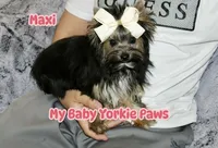 Akc Maxi, a female Yorkshire Terrier for sale in California, CA – Photo 5 of 10