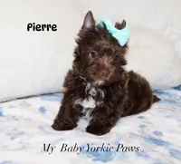 Pierre Dark Chocolate , a male Yorkshire Terrier for sale in California, CA – 5 of 7
