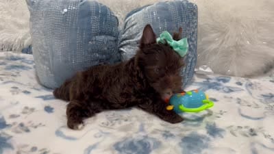 Pierre Dark Chocolate , a male Yorkshire Terrier for sale in California, CA – 6 of 7