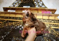 Tcup  Diana, a female Yorkshire Terrier for sale in California, CA – 4 of 10