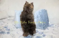 Remy, a male Yorkshire Terrier for sale in California, CA – 2 of 7