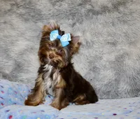 Mochi, a male Yorkshire Terrier for sale in Perris, CA – 9 of 10