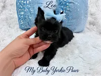 Tcup Leo, a male Yorkshire Terrier for sale in Perris, CA – 7 of 9