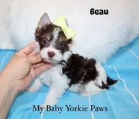 Beau, a male Yorkshire Terrier for sale in California, CA – 7 of 9