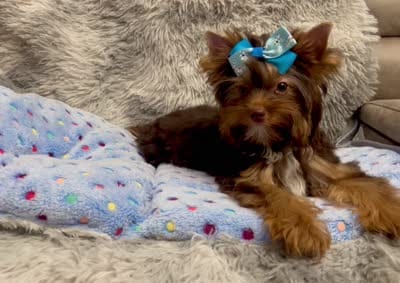Mochi, a male Yorkshire Terrier for sale in Perris, CA – 10 of 10