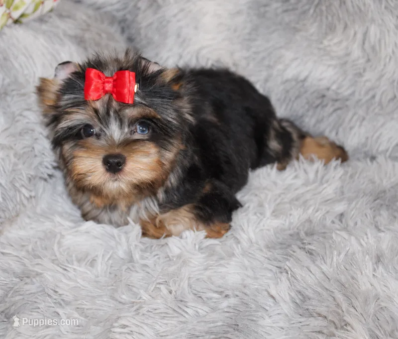Caesar – Yorkshire Terrier puppy for sale in Perris, CA