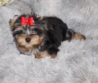 Caesar, a male Yorkshire Terrier for sale in Perris, CA – 1 of 7