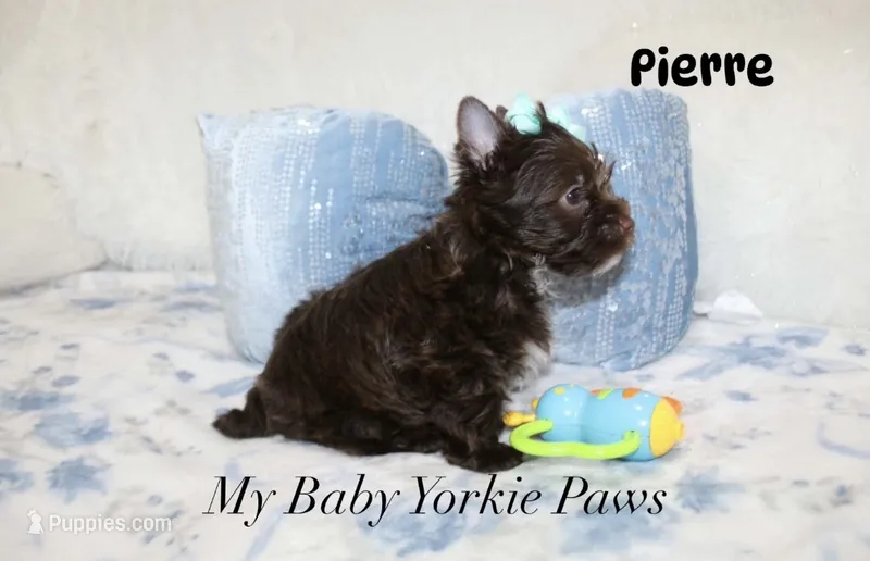 Pierre Dark Chocolate  – Yorkshire Terrier puppy for sale in California, CA