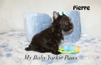 Pierre Dark Chocolate , a male Yorkshire Terrier for sale in California, CA – 1 of 7