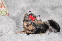Caesar, a male Yorkshire Terrier for sale in Perris, CA – 3 of 7