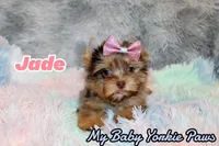 Jade, a female Yorkshire Terrier for sale in Perris, CA – 7 of 10
