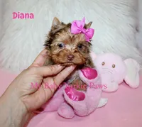 Chocolate Merle Diana, a female Yorkshire Terrier for sale in California, CA – 5 of 6