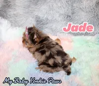 Jade, a female Yorkshire Terrier for sale in Perris, CA – 5 of 10