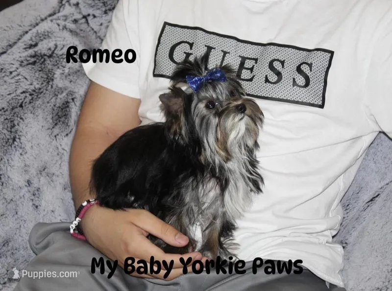 Akc Romeo – Yorkshire Terrier puppy for sale in California, CA