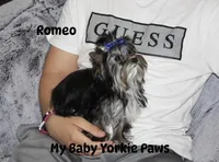 Akc Romeo, a male Yorkshire Terrier for sale in California, CA – 1 of 3