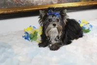 Akc Romeo, a male Yorkshire Terrier for sale in California, CA – 3 of 3