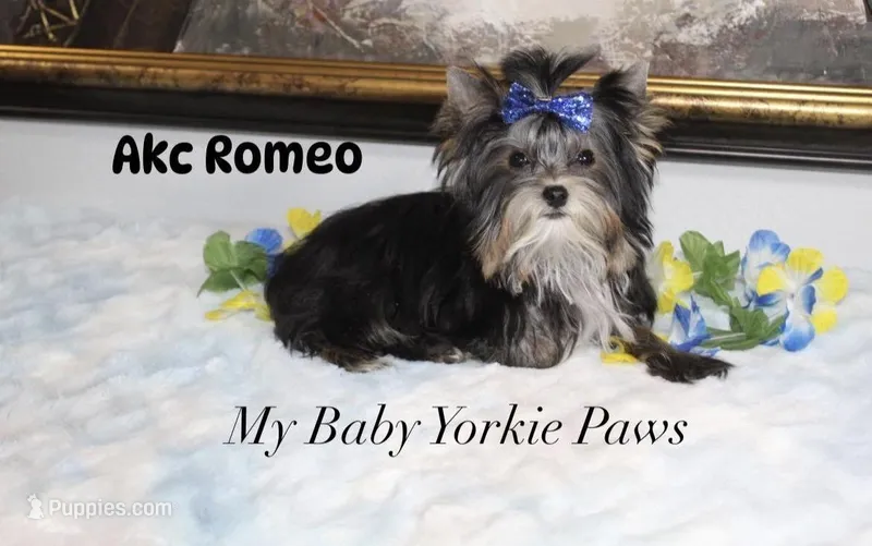 Akc Romeo – Yorkshire Terrier puppy for sale in California, CA