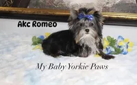 Akc Romeo, a male Yorkshire Terrier for sale in California, CA – 2 of 3