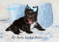 Louis, a male Yorkshire Terrier for sale in California, CA – 6 of 6