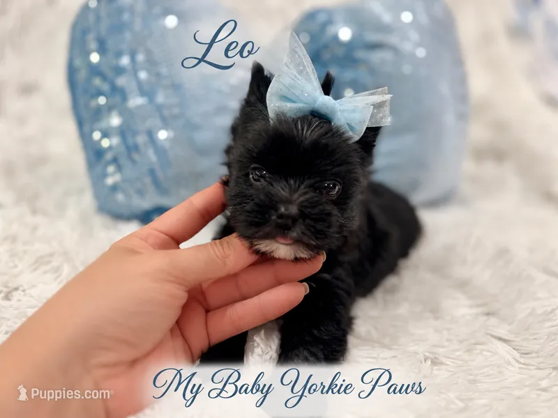 Tcup Leo – Yorkshire Terrier puppy for sale in Perris, CA
