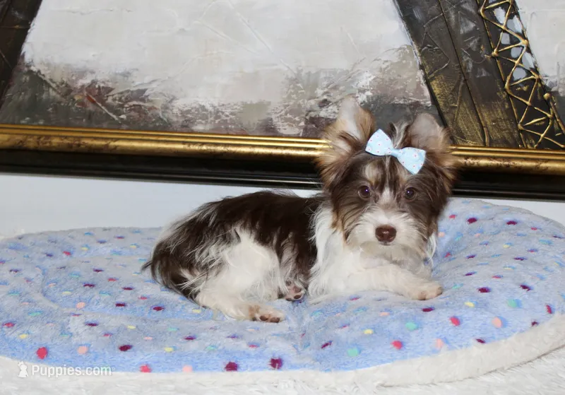 Beau – Yorkshire Terrier puppy for sale in Perris, CA