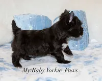 Louis, a male Yorkshire Terrier for sale in California, CA – 1 of 6