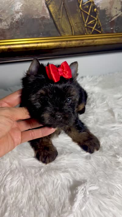 Monaco, a male Yorkshire Terrier for sale in California, CA – 10 of 10