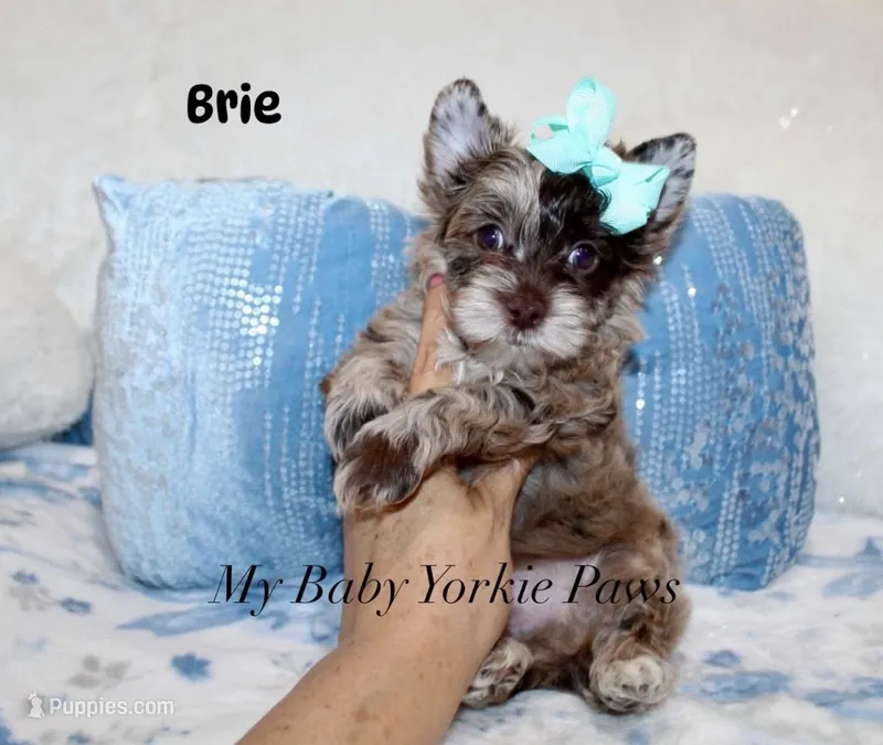 Brie – Yorkshire Terrier puppy for sale in Perris, CA