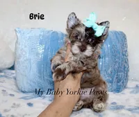 Brie, a male Yorkshire Terrier for sale in California, CA – 2 of 7