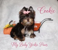 T-cup Cookie, a female Yorkshire Terrier for sale in Perris, CA – 3 of 9
