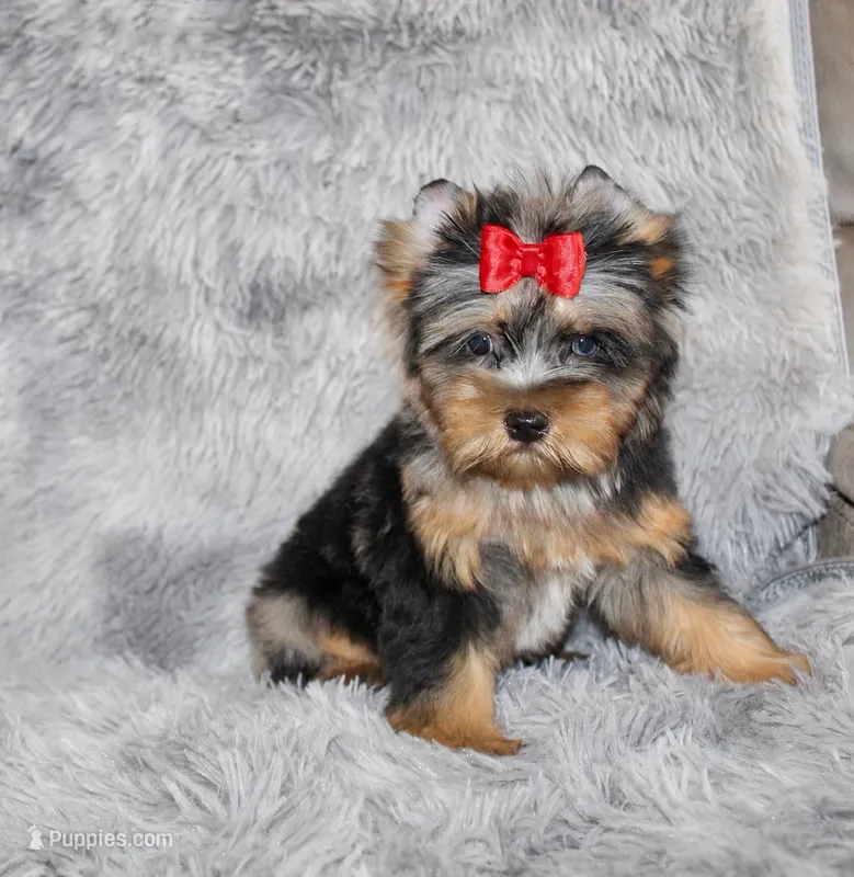 Caesar – Yorkshire Terrier puppy for sale in Perris, CA