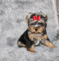 Caesar, a male Yorkshire Terrier for sale in Perris, CA – 5 of 7