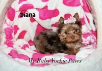 Tcup  Diana, a female Yorkshire Terrier for sale in California, CA – 8 of 10