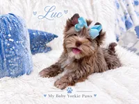 Luc, a male Yorkshire Terrier for sale in Perris, CA – 3 of 5