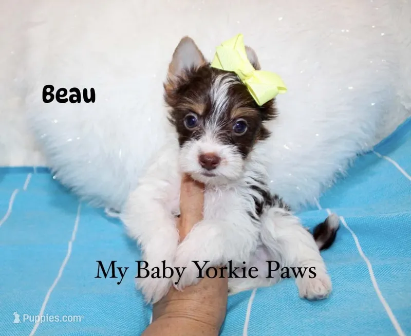 Beau – Yorkshire Terrier puppy for sale in Perris, CA