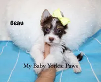Beau, a male Yorkshire Terrier for sale in California, CA – 3 of 9