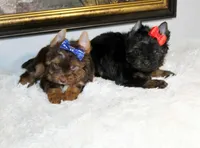 Mochi, a male Yorkshire Terrier for sale in California, CA – 4 of 6