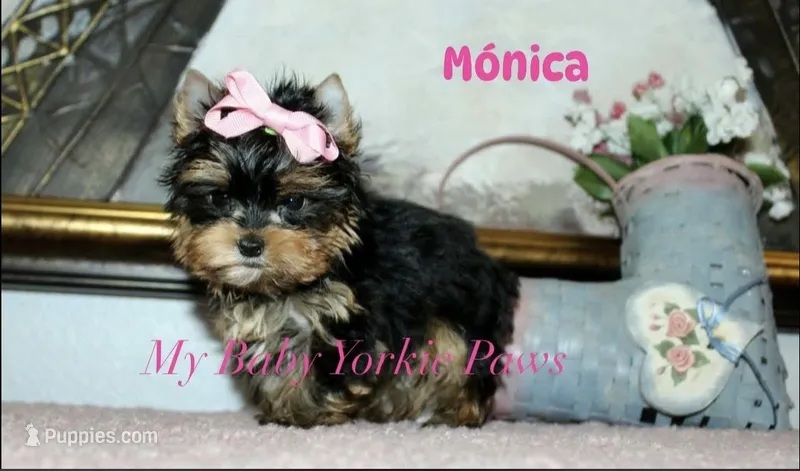 Akc Monica – Yorkshire Terrier puppy for sale in California, CA