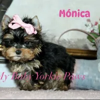 Akc Monica, a female Yorkshire Terrier for sale in California, CA – Photo 1 of 10